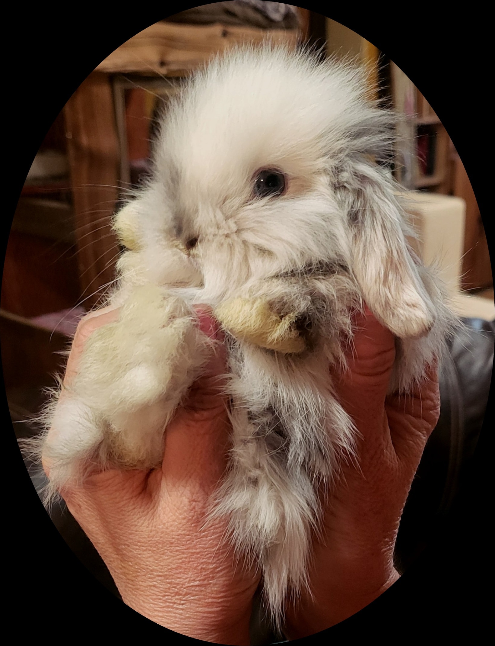 Holland Lop rabbit being cuddled