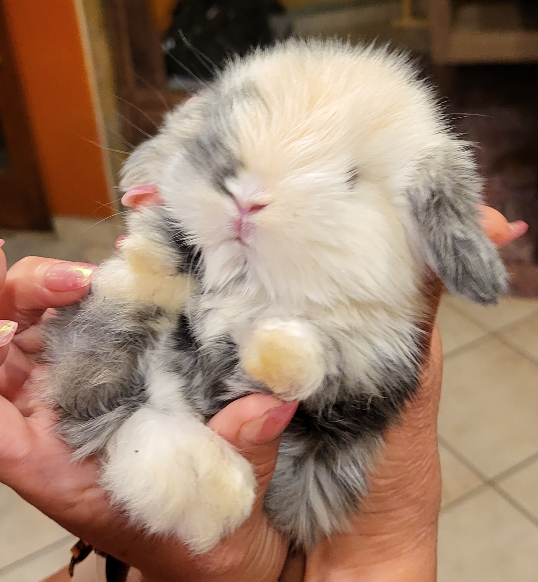 Mini Fuzzy Holland Lop rabbit