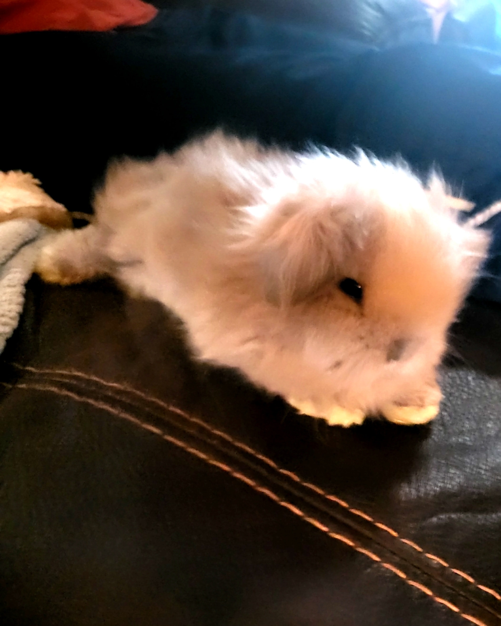 European Teddywidder Rabbit