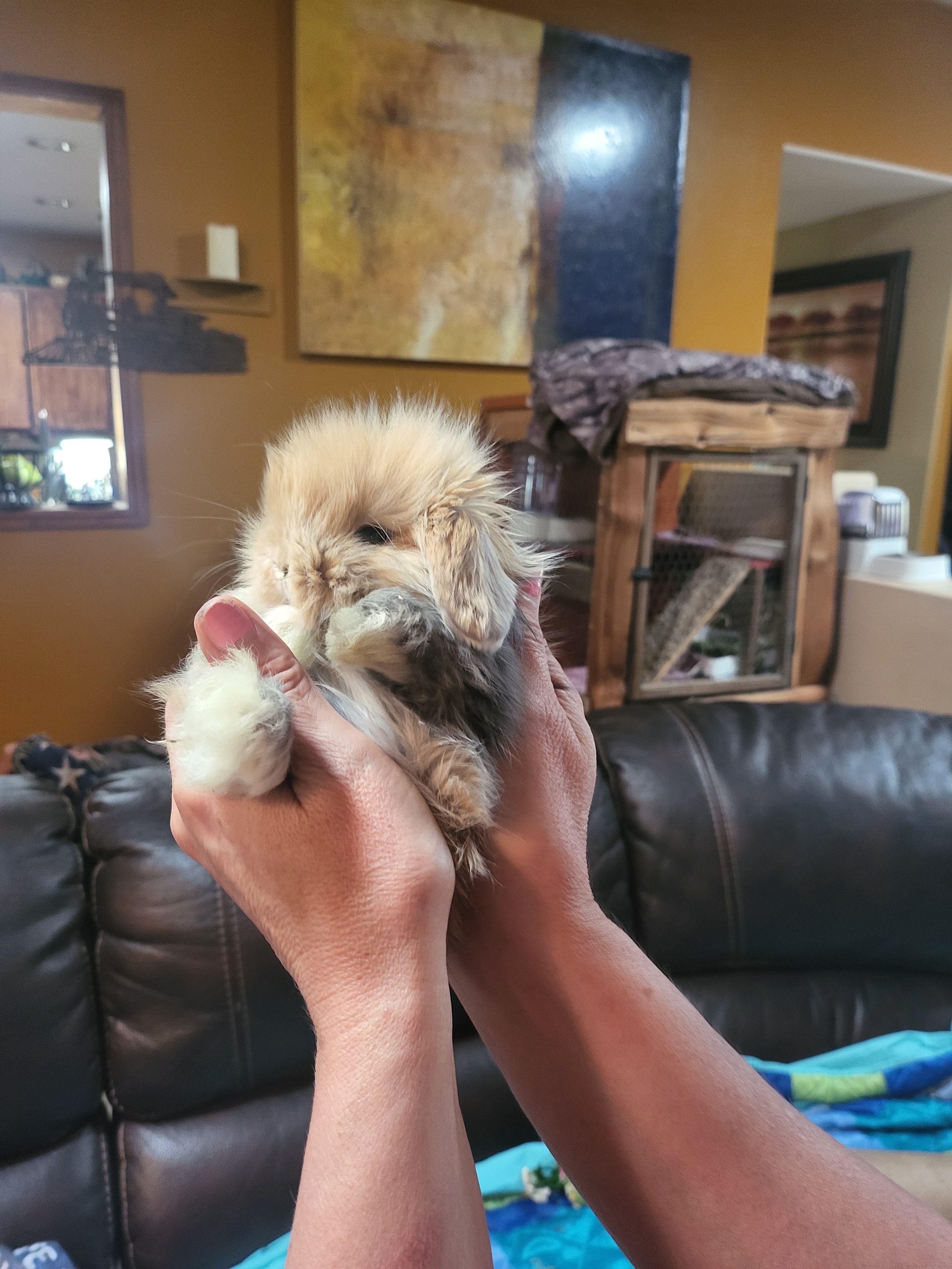 A baby bunny kit being gently held