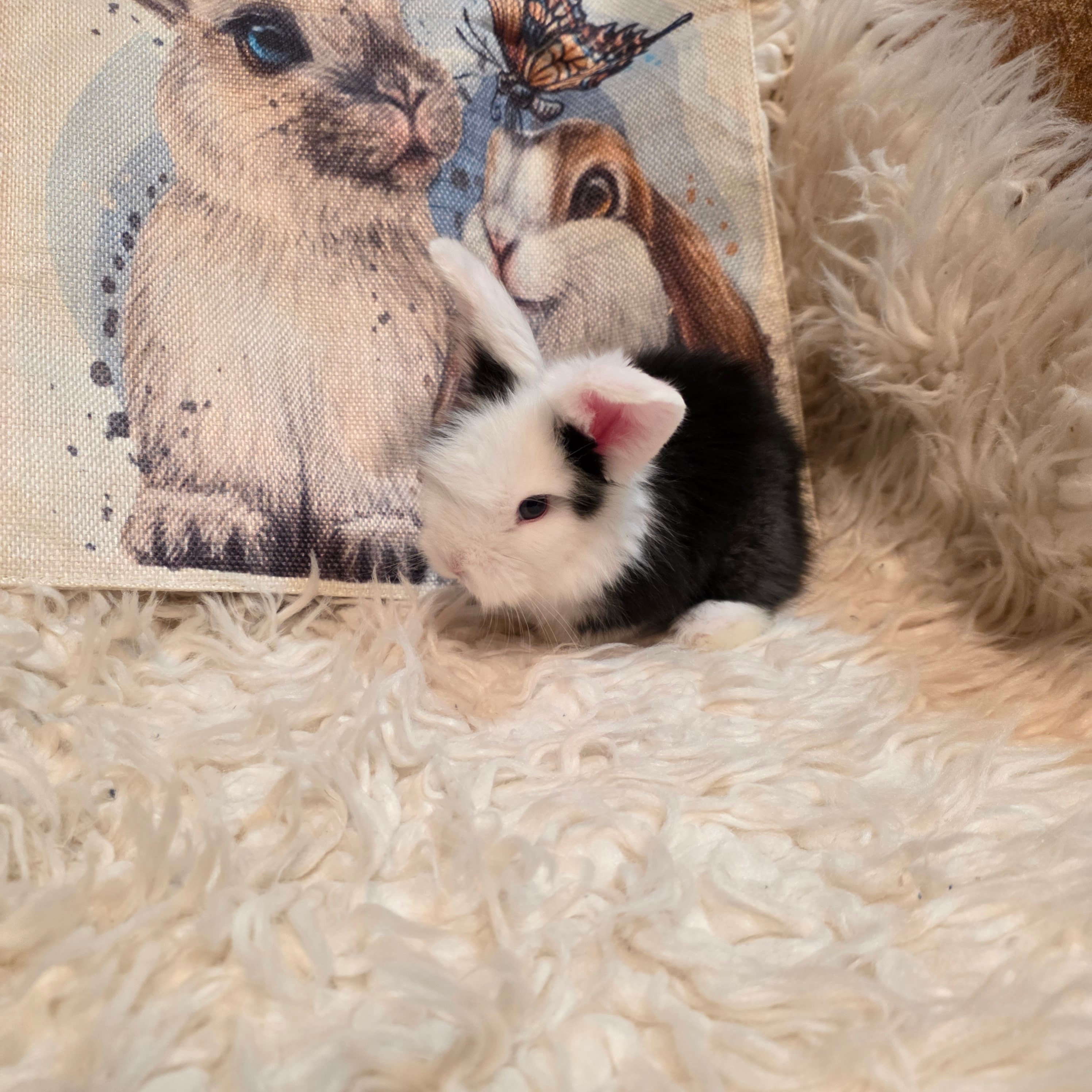 European Teddywidder kit